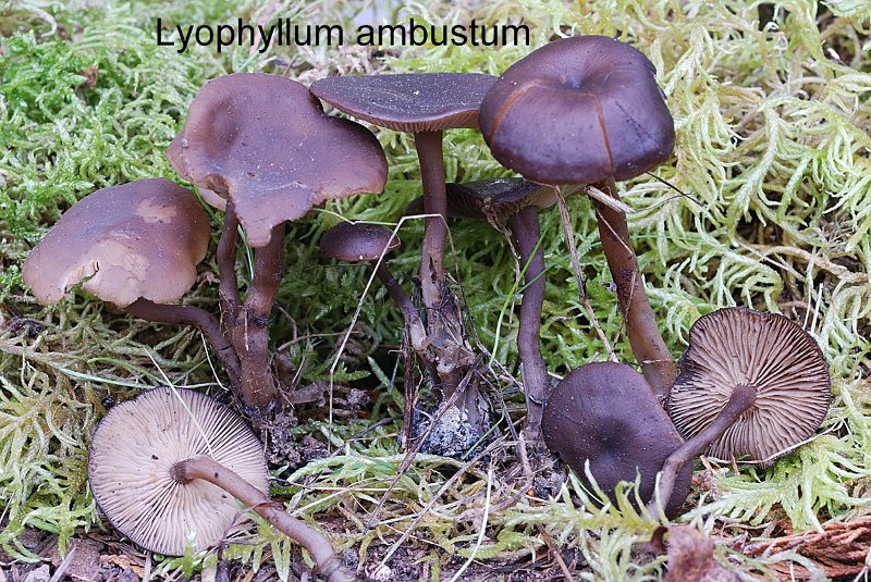 Lyophyllum ambustum-amf2078.jpg - Lyophyllum ambustum ; Syn1: Tephrocybe ambusta ; Syn2: Collybia ambusta ; Nom français: Collybie des sols brûlés